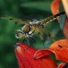 Four Spot Skimmer