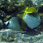 Threadfin Butterfly Fish