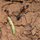 Thread-waisted wasp (with variable oakleaf caterpillar)