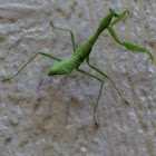 Praying Mantis