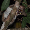 Gray Mouse Lemur