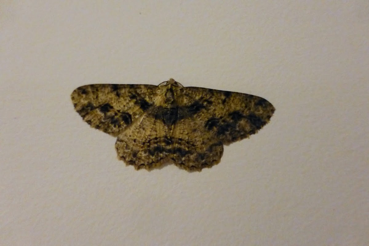 Moth I met in one night - 7