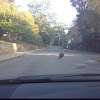 Wild turkey