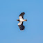 Lapwing