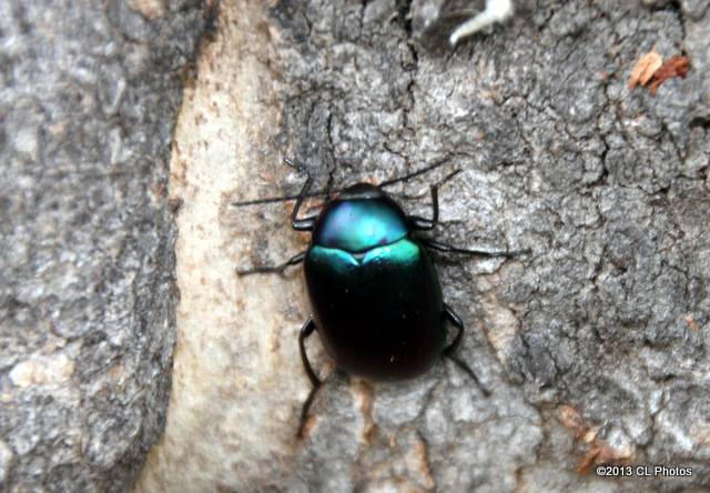 Darkling Beetle