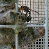 Eumenid Wasp
