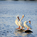 American white pelican