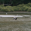 Spur–winged plover