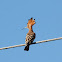 Hoopoe