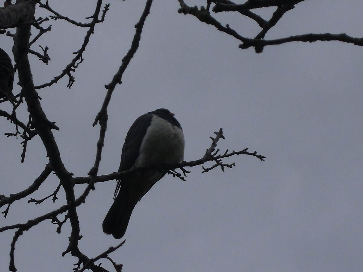 kereru (new zeland wood pigeon)