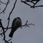 kereru (new zeland wood pigeon)