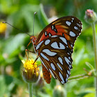 Mexican Silverspot