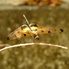 Common Picture Wing (Male)