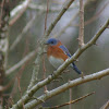 Eastern Bluebird