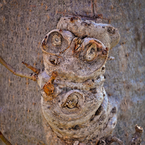 OWL by Jitendrasinh Sodha - Nature Up Close Other Natural Objects
