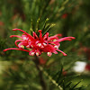 Grevillea Juniperina / Juniper Grevillea