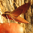 Moths of the Kimberley