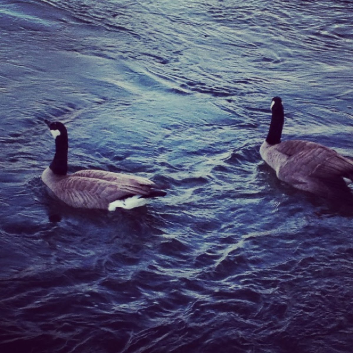 Canada Geese