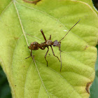 Ant mimicking bug