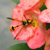yellow potter wasp