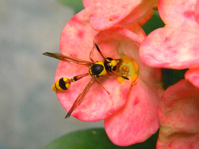 yellow potter wasp