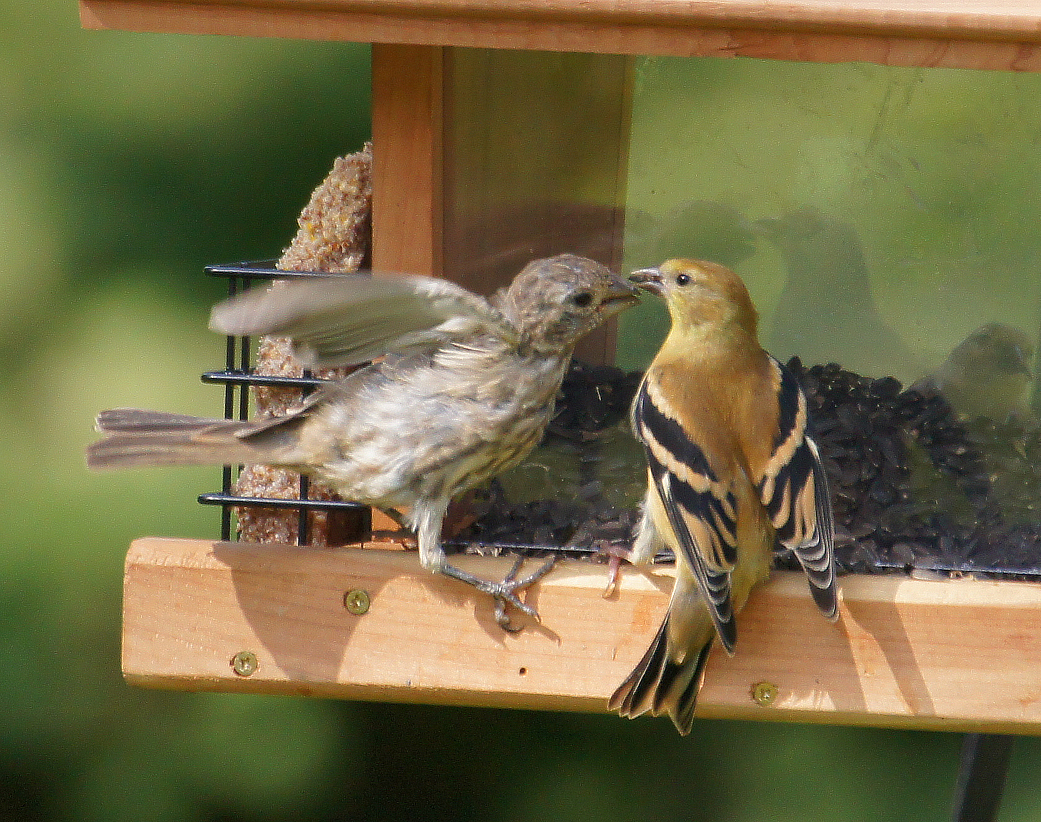 american goldfinch