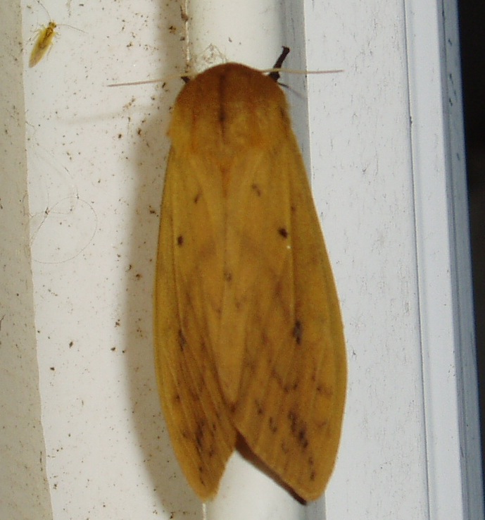Woolly Bear Caterpillar Moth