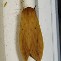 Woolly Bear Caterpillar Moth