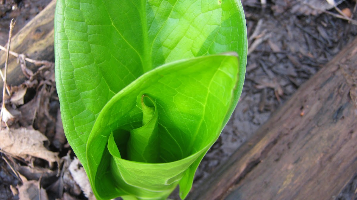 Young Skunk Cabbage