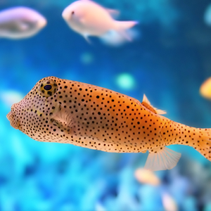 Ocean Fish Live Wallpaper