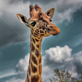 what Giraffin' at? by Zoe Walker Designs - Animals Other Mammals