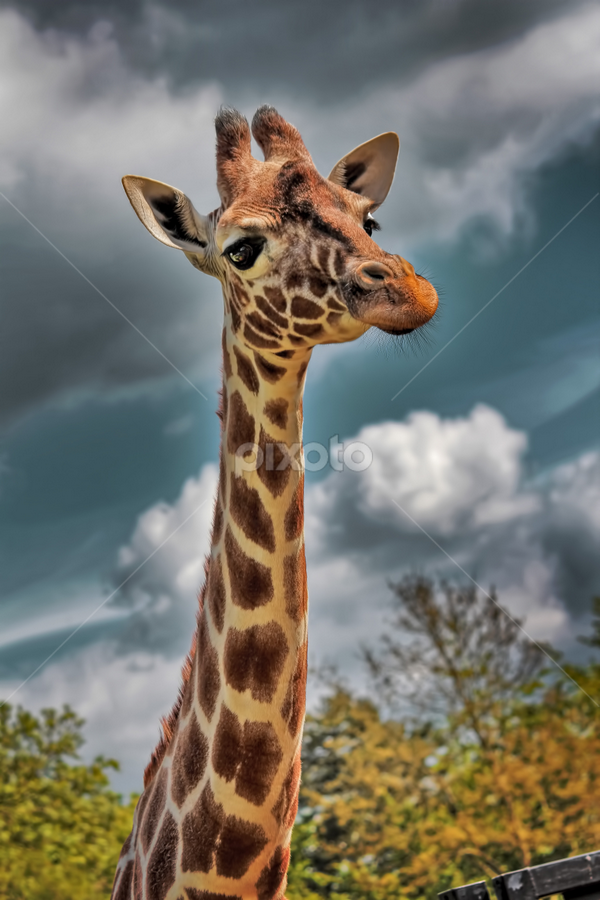 what Giraffin' at? by Zoe Walker Designs - Animals Other Mammals