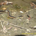 Red-sided gartersnake