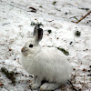 Snoeshoe Hare