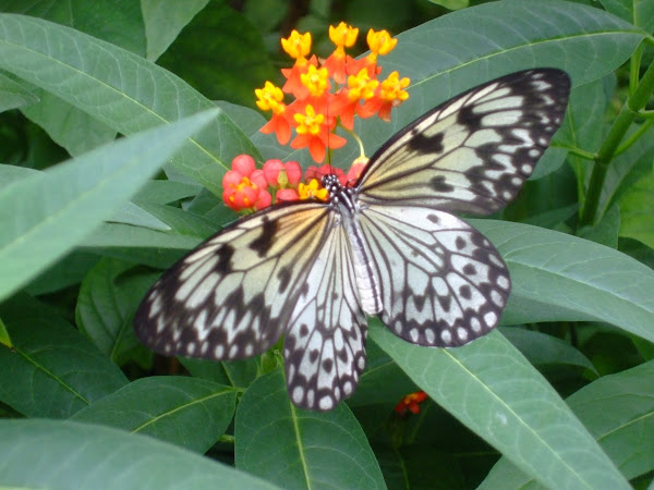 Spotting | Project Noah