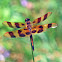 Halloween Pennant Dragonfly