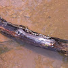 northern water snake