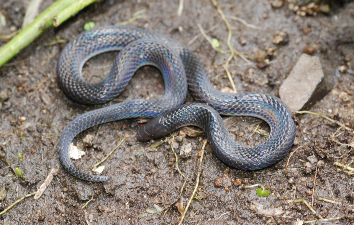 Hoffmann's earth snake