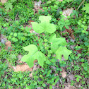 Tulip poplar