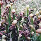 Cobra Plants (Pitcher-Plant)