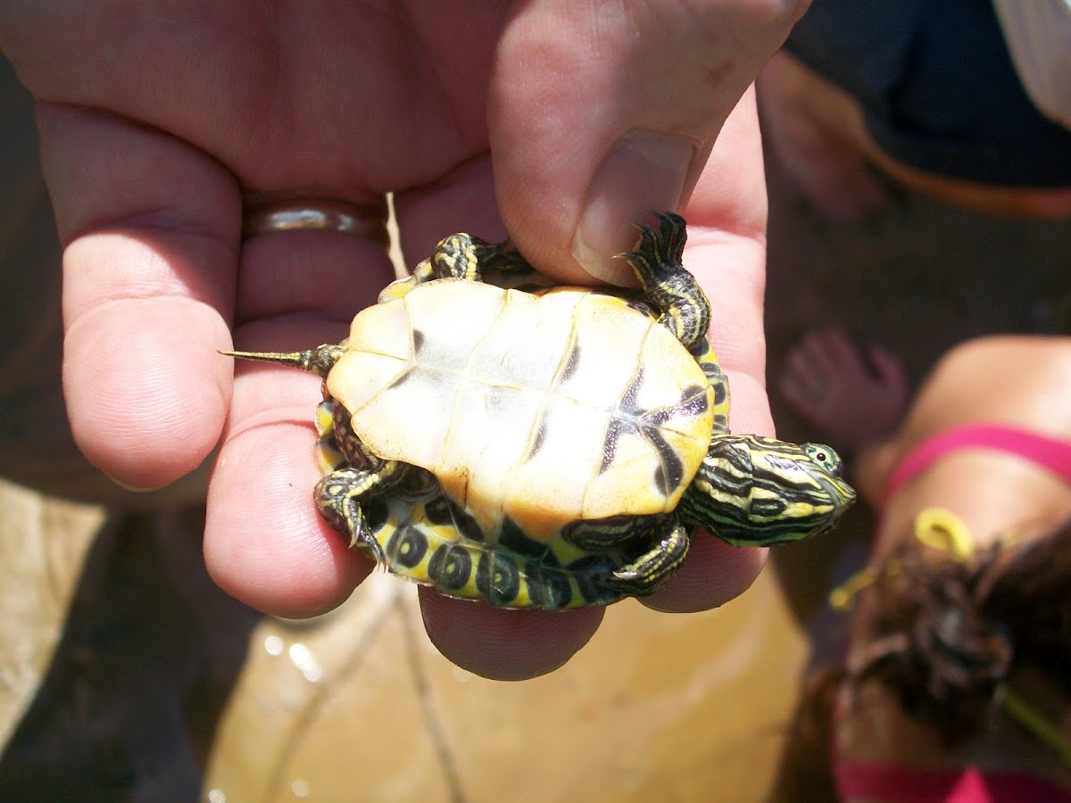 Eastern River Cooter