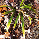 Blue-Green Sedge