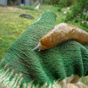 Yellow Slug (Limacus flavus)
