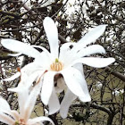 Star magnolia 
