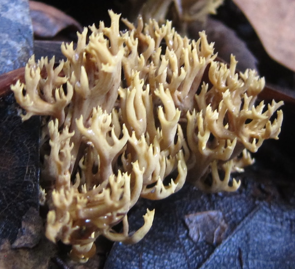 Green-Staining Coral Fungus
