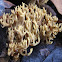 Green-Staining Coral Fungus