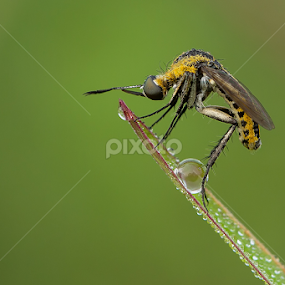 bangun pagi by Shandy Abd Azis M - Animals Insects & Spiders