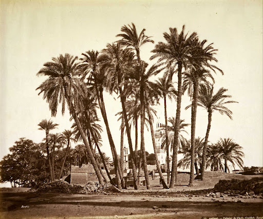 Antinoe. Sheikh Abaddeh's Palm Tree. (Egypt)