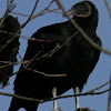 (American) black vulture