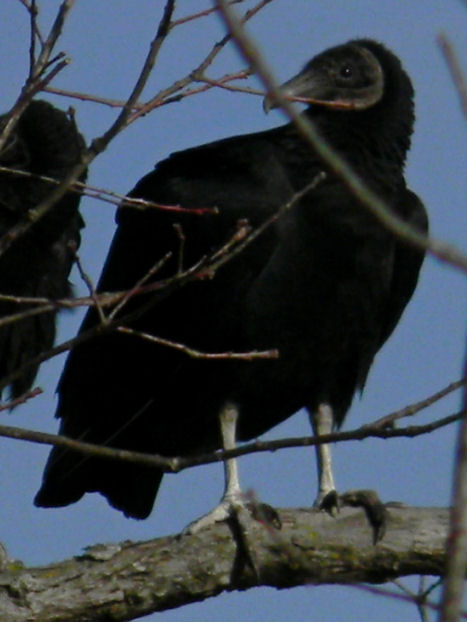 (American) black vulture